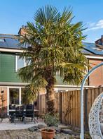 Prachtige grote palmboom!, 250 tot 400 cm, Zomer, Palmboom, Ophalen