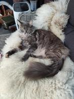 Maine Coon kittens!!!, Poes, Met stamboom, 0 tot 2 jaar