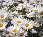 Leucantheum Vulgare,  wilde margriet  inheemse plant, Overige soorten, Volle zon, Ophalen of Verzenden, Tweejarig