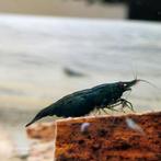 Groene | Green Jade neocaridina garnalen AANBIEDING, Dieren en Toebehoren, Vissen | Aquariumvissen, Kreeft, Krab of Garnaal, Zoetwatervis