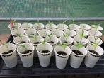 Paprika's moestuin planten - per stuk, Ophalen, Volle zon, Groenteplanten, Eenjarig