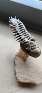 Crotalocephalus gibbus trilobiet, Verzamelen, Mineralen en Fossielen, Ophalen of Verzenden, Fossiel