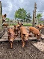 Prachtige Tamworth x Duroc biggen, Dieren en Toebehoren, Schapen, Geiten en Varkens, Meerdere dieren, Varken, 0 tot 2 jaar