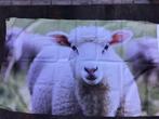 Mooie vlaggen Schaap en Wolf, Ophalen, Gebruikt, Overige