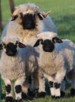 Gezocht 2 walliser schwarznase ooien drachtig, Vrouwelijk, Schaap