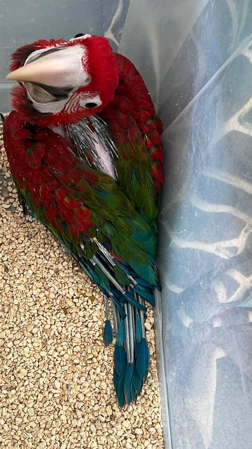 Süper tamme Baby Groenvleuegels Ara 2025, Dieren en Toebehoren, Vogels | Parkieten en Papegaaien, Papegaai, Geslacht onbekend