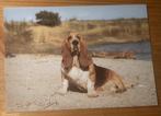 Ansichtkaart hond honden Basset hound, Verzenden, 1980 tot heden, Ongelopen, Hond of Kat