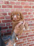 Nova scotia duck tolling retriever pups te koop, België, Particulier, Overige rassen, CDV (hondenziekte)