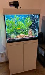 Aquarium JUWEL 120L, Dieren en Toebehoren, Vissen | Aquaria en Toebehoren, Ophalen of Verzenden, Zo goed als nieuw, Gevuld zoetwateraquarium