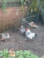 Wyandotte kriel, Dieren en Toebehoren, Pluimvee, Vrouwelijk, Kip
