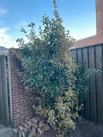 Grote struik kardinaalsmuts (euonymus), Ophalen, Bloeit niet, Halfschaduw, Overige soorten