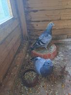2 late jongen postduiven, Dieren en Toebehoren, Vogels | Duiven, Geslacht onbekend, Postduif