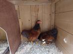 2 schitterende wyandotte kriel haantjes te koop, Dieren en Toebehoren, Mannelijk, Kip