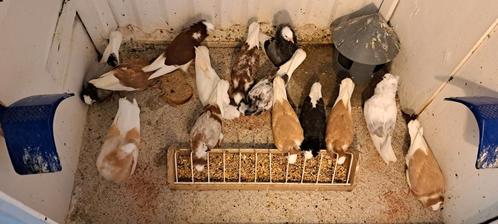 Te koop sierduiven Oudhollands kapucijnen duiven, Dieren en Toebehoren, Vogels | Duiven, Overige soorten, Meerdere dieren
