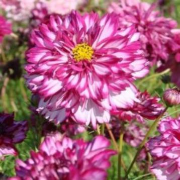 Cosmea bicolor violet zaden