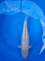 Ginrin Chagoi, Dieren en Toebehoren, Karper of Koi