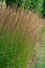 Molinea heidebraut | pijpenstrootje | siergrassen, Volle zon, Vaste plant, Siergrassen, Ophalen of Verzenden
