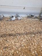 Bonte diamant duifjes, Meerdere dieren, Overige soorten