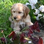 Abrikoos mini labradoodle pups, met gouden start <3, Dieren en Toebehoren, Honden | Retrievers, Spaniëls en Waterhonden, Overige rassen
