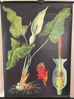 Schoolplaat van de Aronskelk door Jung-Koch-Quentell, Antiek en Kunst, Ophalen of Verzenden, Natuur en Biologie