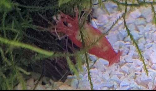 Mooie rode vuurgarnaal baby's, Dieren en Toebehoren, Vissen | Aquaria en Toebehoren, Zo goed als nieuw, Ophalen