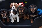 Cavalier King Charles Spaniel .. .. ..  ..(outcross), Dieren en Toebehoren, Parvo, Nederland, Overige rassen, 8 tot 15 weken