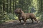 American bully pocket dekreu, Particulier, Reu, 1 tot 2 jaar, Buitenland