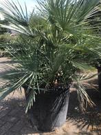 Prachtige Chamaerops humilis Cerifera, Tuin en Terras, Planten | Bomen, Zomer, Volle zon, Ophalen of Verzenden, Palmboom