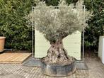 Olijfboom - Olea Europea - stamomvang 180-230 cm, Ophalen of Verzenden, Olijfboom, 250 tot 400 cm, Zomer