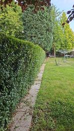 Tuinman, Tuin en Terras, Ophalen of Verzenden