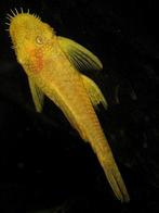 ancistrus albino L144, Dieren en Toebehoren, Vis, Zoetwatervis