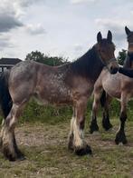 Trekpaard merrie te koop, Dieren en Toebehoren, Merrie, 0 tot 2 jaar