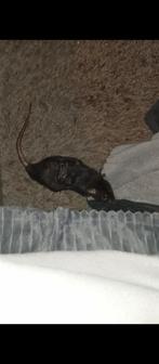 Jonge mannen ratjes (Dumbo/rex), Rat, Mannelijk, Tam, Oktober