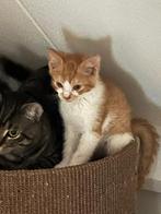 Kittens zoeken nieuw huisje, Dieren en Toebehoren, Katten en Kittens | Raskatten | Korthaar, Meerdere dieren, Ontwormd