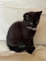 Lieve aanhankelijke kitten, Dieren en Toebehoren, Katten en Kittens | Overige Katten, Poes, Kortharig, 0 tot 2 jaar