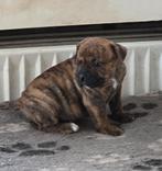 Supermooie Amerikaanse bulldog pup beschikbaar, Dieren en Toebehoren, Honden | Bulldogs, Pinschers en Molossers, Parvo, Nederland