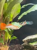 Endlerguppys&guppys, gouden siameense algeneters [Bilthoven], Vis, Zoetwatervis, Schoolvis