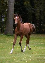 Hengstveulen springgefokt uit de Loma-stam, Springpaard, Minder dan 160 cm, Niet van toepassing, Hengst