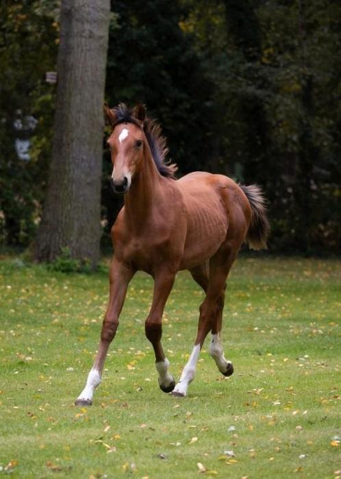 Hengstveulen springgefokt uit de Loma-stam, Dieren en Toebehoren, Paarden, Hengst, Niet van toepassing, Minder dan 160 cm, 0 tot 2 jaar