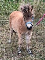 Hele lieve Knappe hengst veulen, Dieren en Toebehoren, Pony's, Niet van toepassing, 0 tot 2 jaar, Hengst, A pony (tot 1.17m)