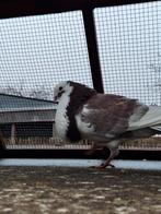 Kropper, Mannelijk, Kropper