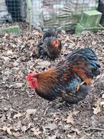Broedeieren cochin kriel goud zwart gezoomd, Dieren en Toebehoren, Pluimvee, Geslacht onbekend, Kip
