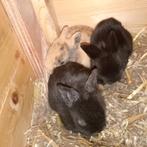 4 jonge Leeuwenkopje konijnen te koop, Dieren en Toebehoren, Konijnen, Geslacht onbekend