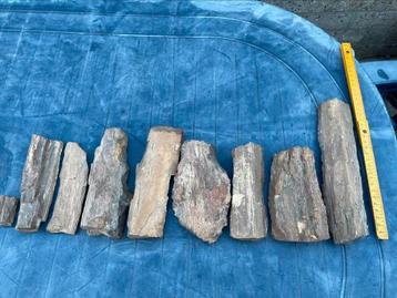 Versteend fossiel hout. Vindplaats Egypte beschikbaar voor biedingen