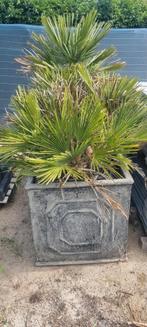Mooie dwergpalm met pot, Ophalen, Volle zon, Overige soorten, Minder dan 100 cm