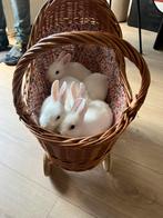 Babykonijntjes (dwerg), Dieren en Toebehoren, Konijnen, Meerdere dieren, Dwerg