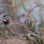 Te koop aangeboden 2 paar kwartel astrildes vast geringd, Meerdere dieren, Tropenvogel, Geringd