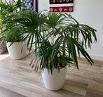 Asian Fan Palm Tree, Lechuza Classico, Seramis Clay Granules, Huis en Inrichting, Kamerplanten, Palm, Ophalen of Verzenden, In pot