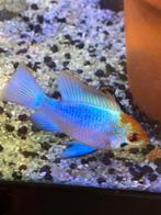 Ramires electric bleu, Dieren en Toebehoren, Vissen | Aquariumvissen, Vis