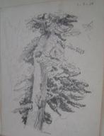 Hubert een potlood tekening Limburg uit 1938 de " Boom ", Antiek en Kunst, Kunst | Tekeningen en Foto's, Verzenden